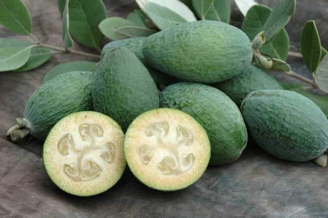 Feijoa