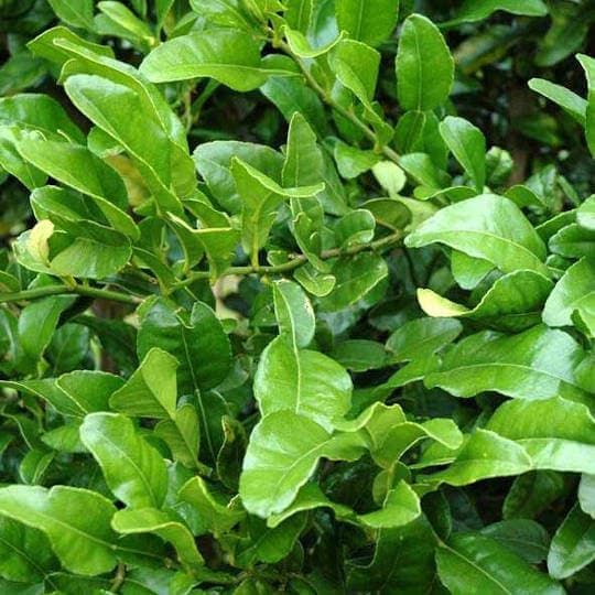 Kaffir Lime Leaves