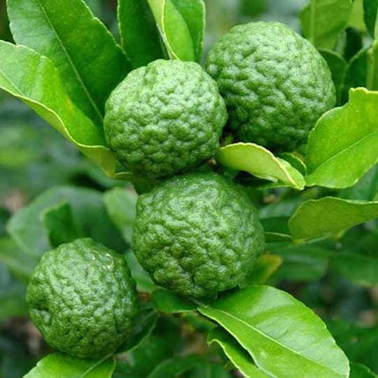 Kaffir Limes